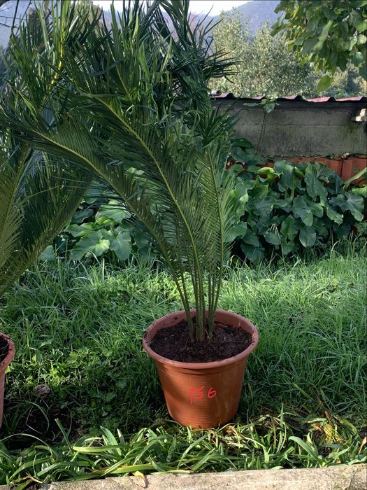 Vendo cyca varios tamanhos