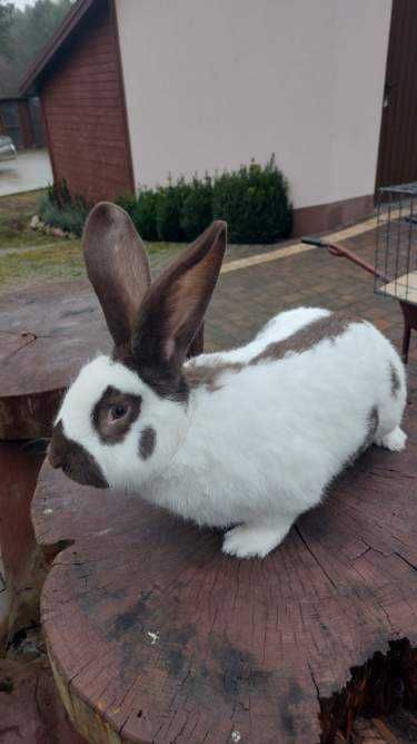 Samiec srokacz hawana