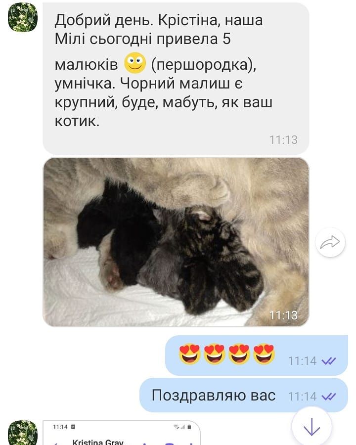 Вязка.  Мраморный Шотландский кот