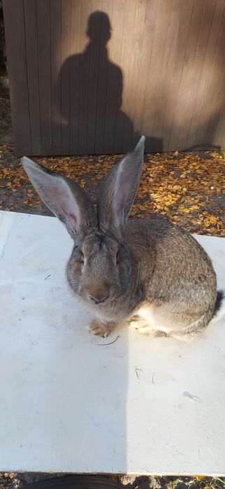Samczyk samiec olbrzym Belgijski królik