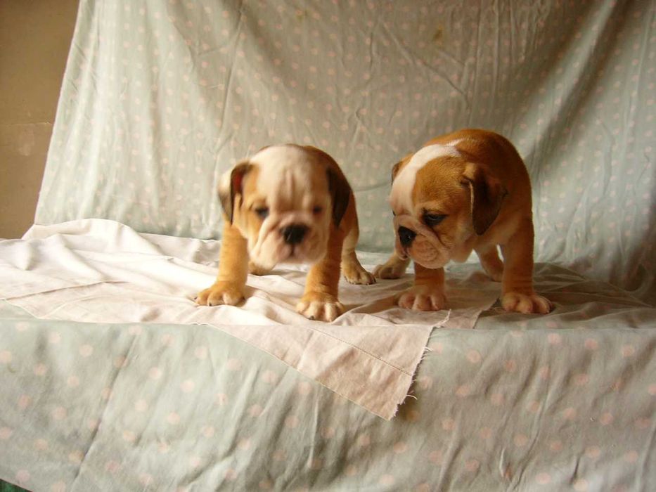Buldog angielski piesek szczeniak