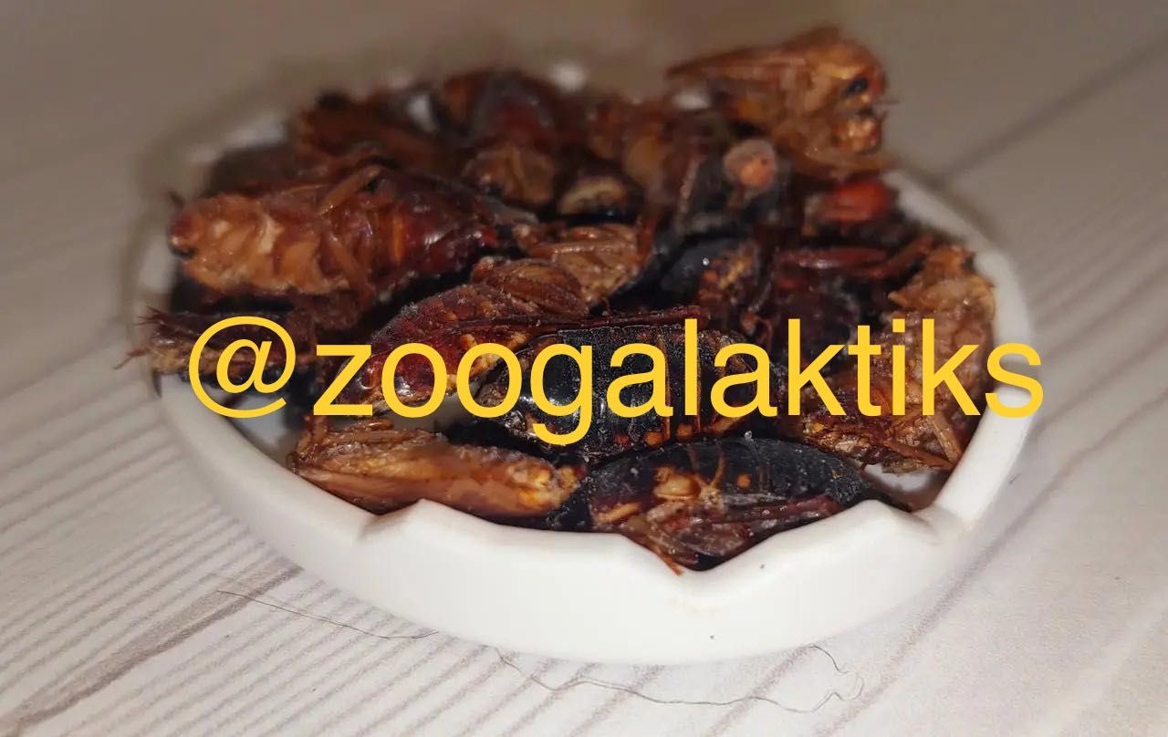 туркмен, туркменский таракан  для стрижей заморозка и живой