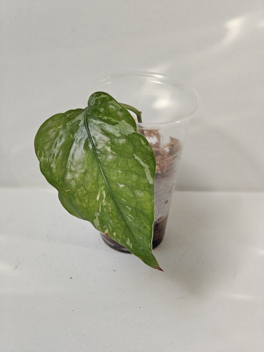 Epipremnum Pinnatum sp Merapi