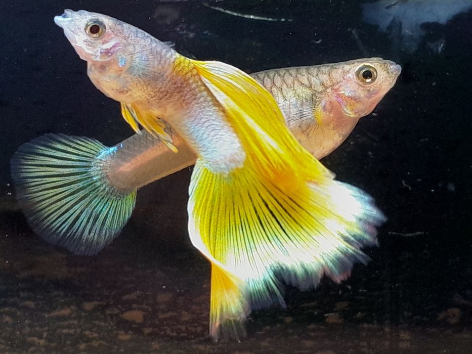 Gupik Yellow Metal Pingu. Czysta Linia