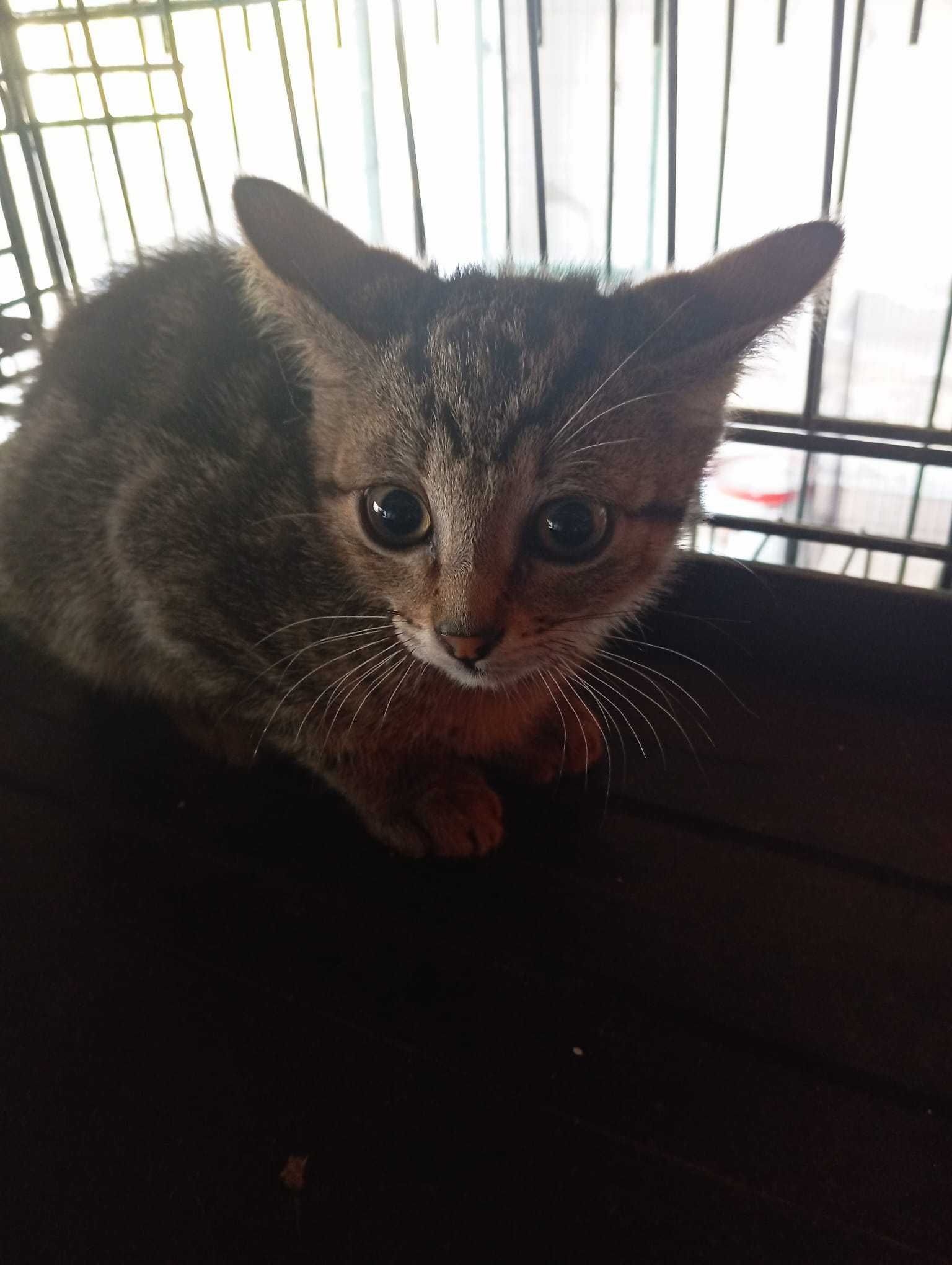 Merlin - Bebé para Adopção