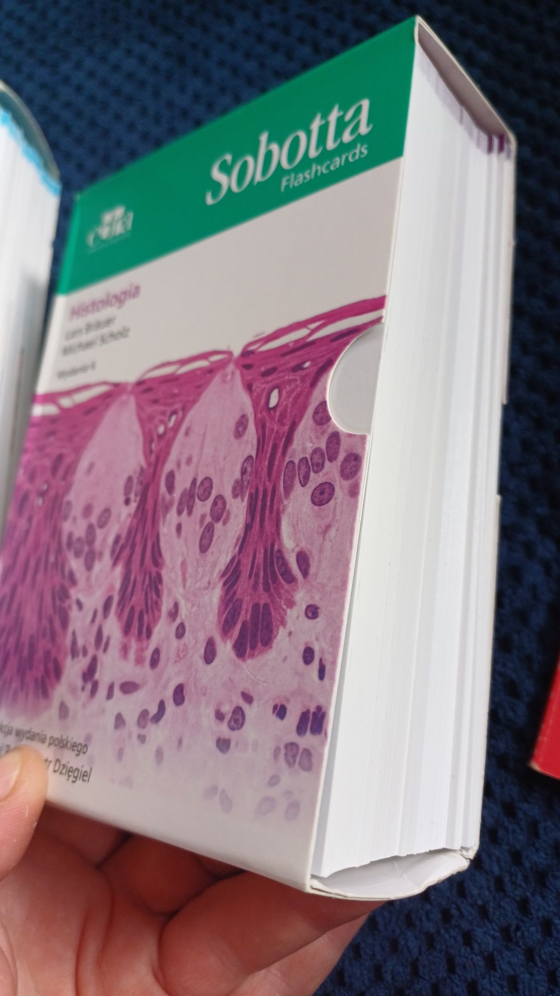 Sobotta fiszki histologia kości mięśnie