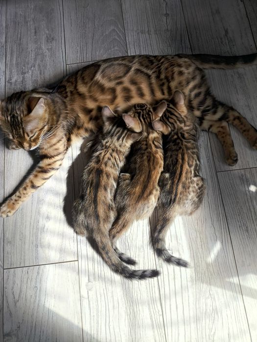 Kotek, kotki bengalskie