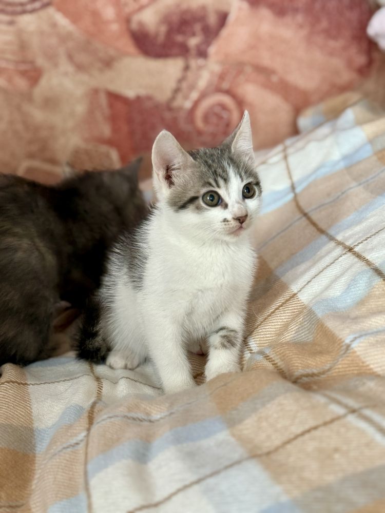 Кошенята шукають дім