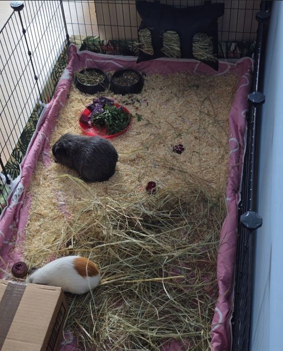 Nowa zagroda klatka składana kojec dla żółwia królika jaszczurki