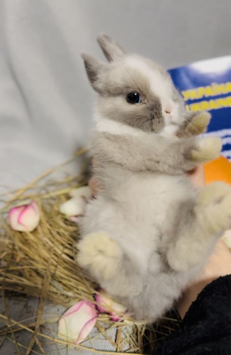 Шоу клас! З європейського розплідника карликовий кролик, Міні Дварф