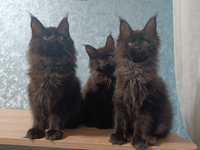Ручные котята Мейн-Кун (черный дым)
