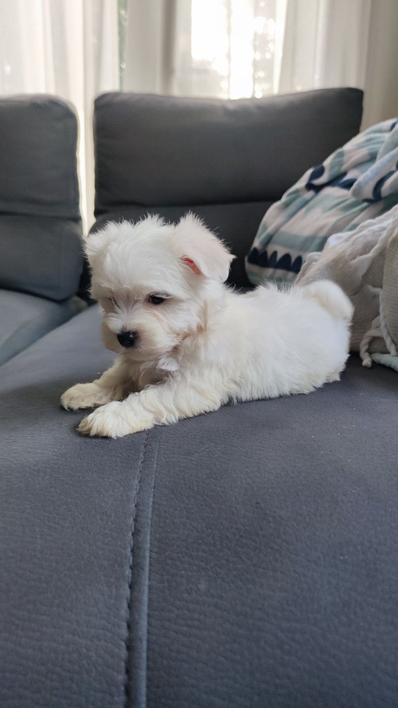 Bichon Maltês fêmea disponível