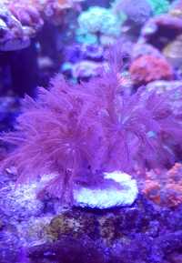 Anthelia koralowiec morskie