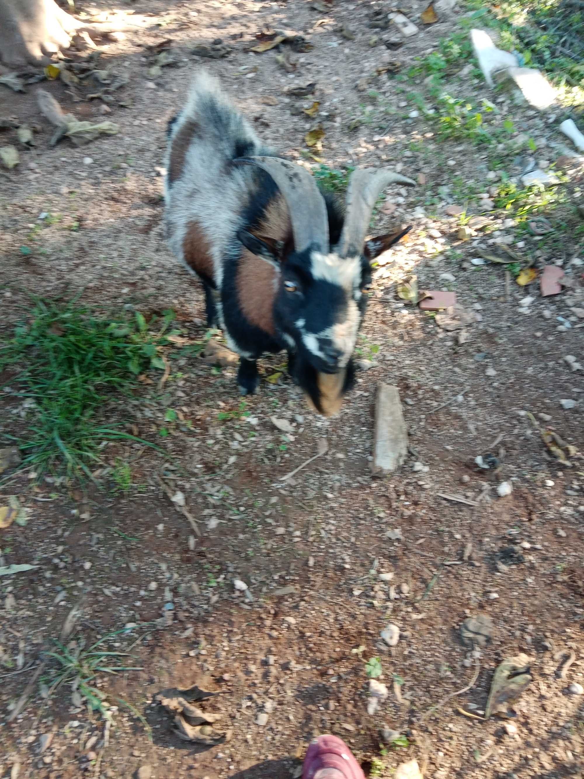 Cabras anão pequeno porte