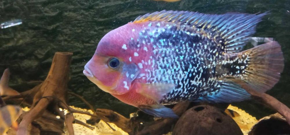 Sprzedam pielęgnice vieja wielobarwna