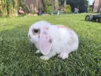 Mini lop minilop królik króliczek baran cena za królika