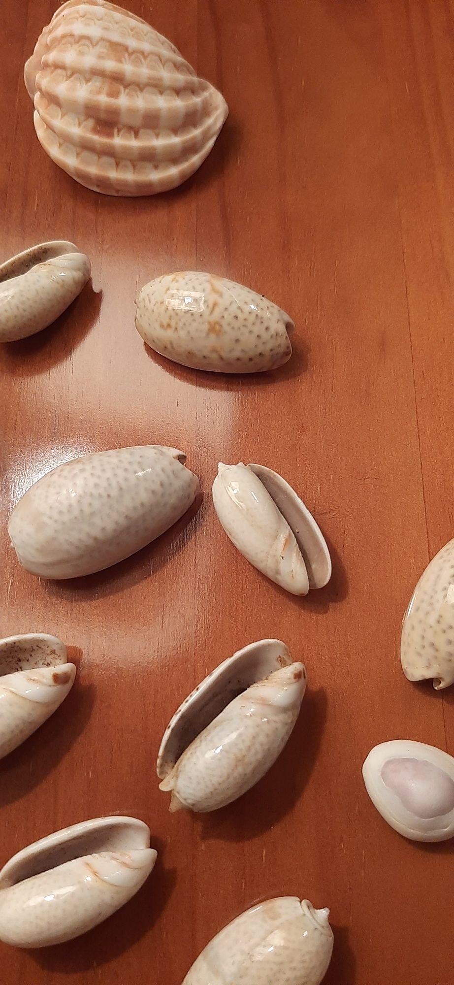 Conchas búzios decoração