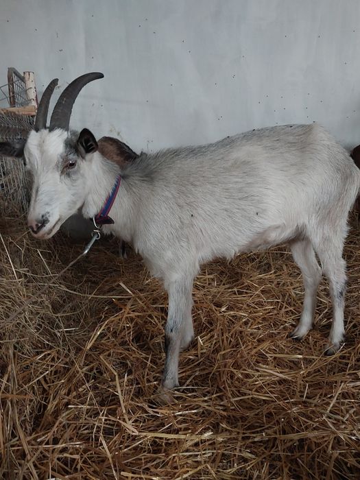 Sprzedam   zakocone kozy