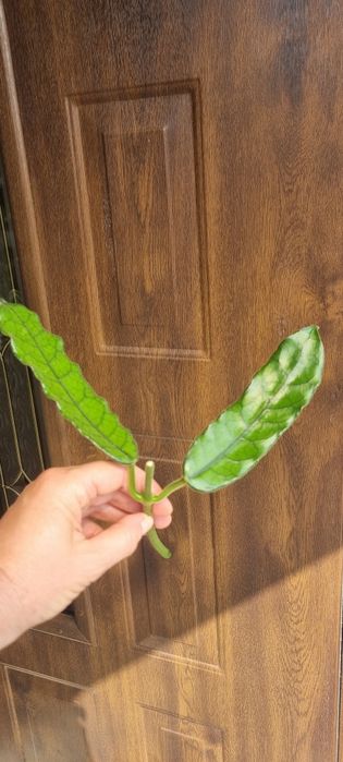 Hoya Welsh Mountian Zoo-ukorzeniona