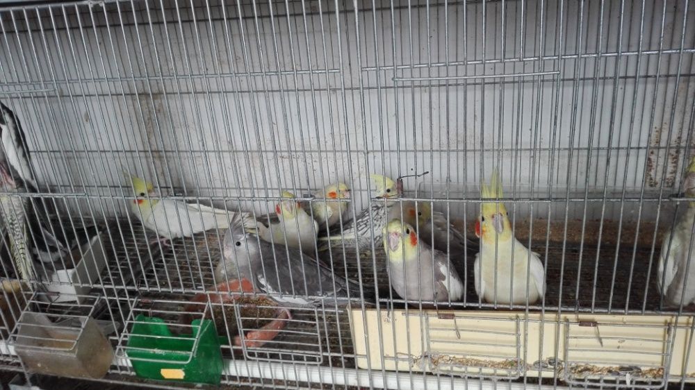 Vendo caturras bonitas machos e fêmeas disponíveis