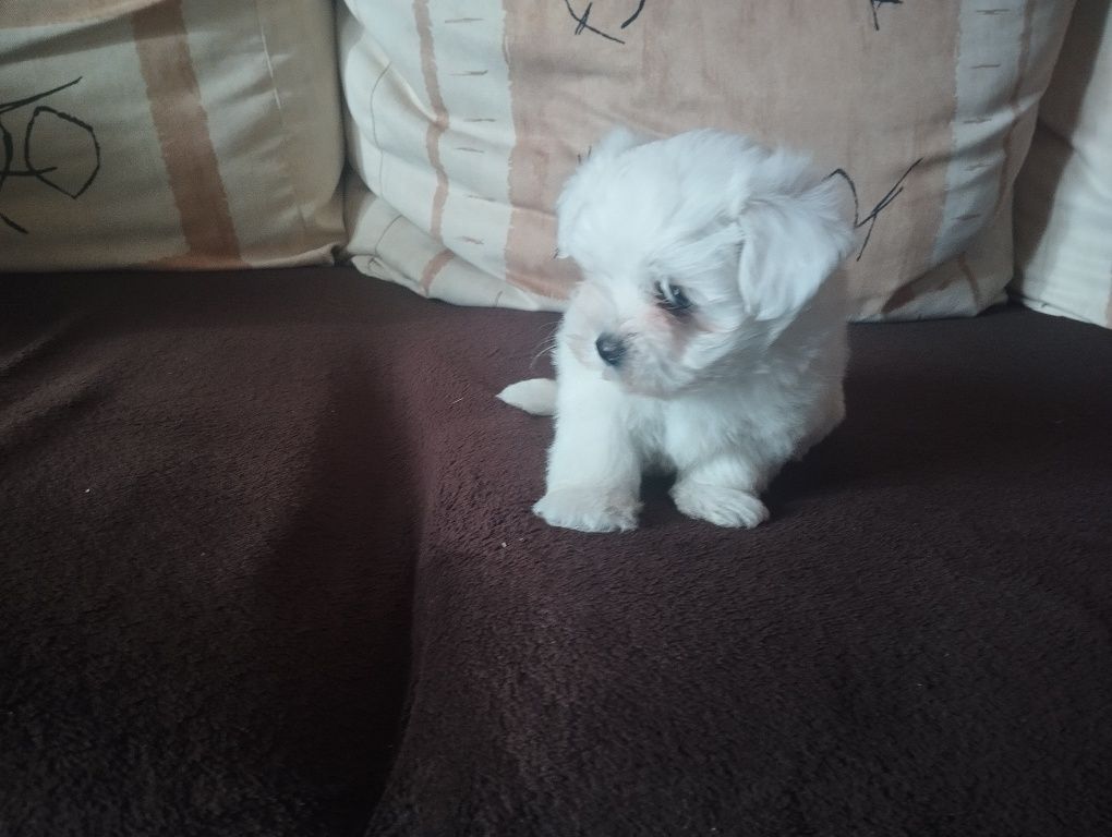 Bichon maltês fêmea