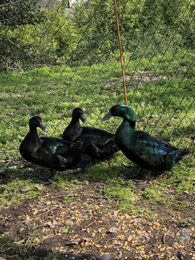 Ovos de pato cayuga