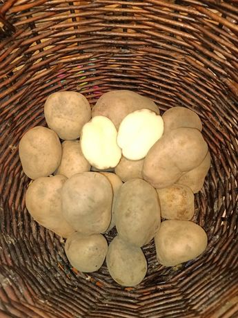 Ziemniaki Irga, Irys 1,70zł/kg