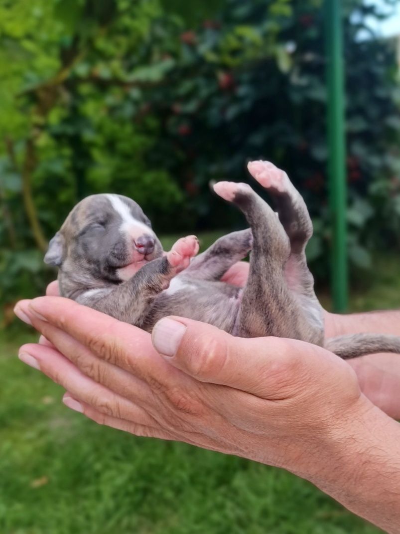 Chart angielski whippet