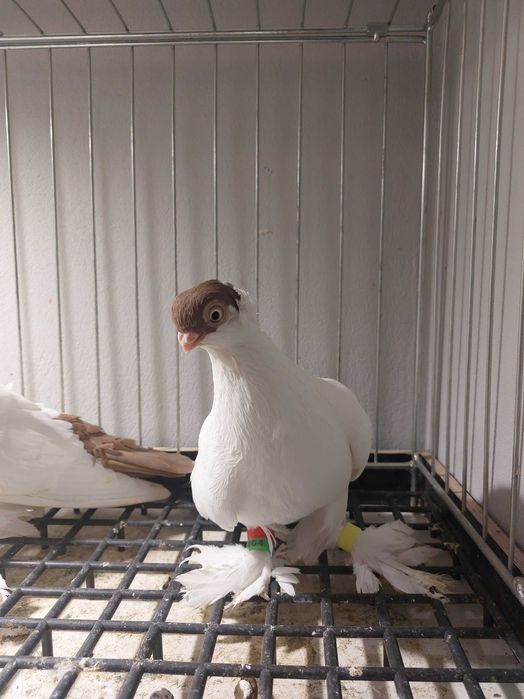 Krymki białostockie 25r samiczki 2szt