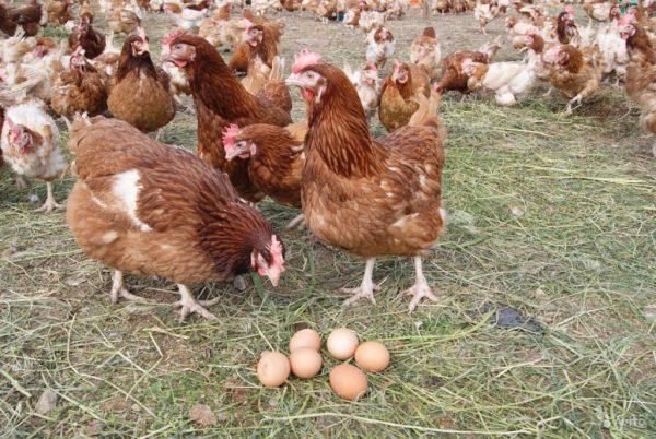 Яйцо инкубационное Ломан Браун от маточного поголовья с Германии