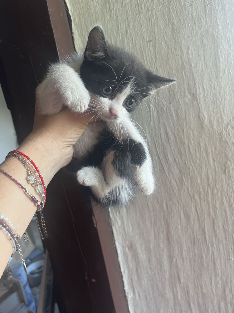 Kot do oddania za darmo