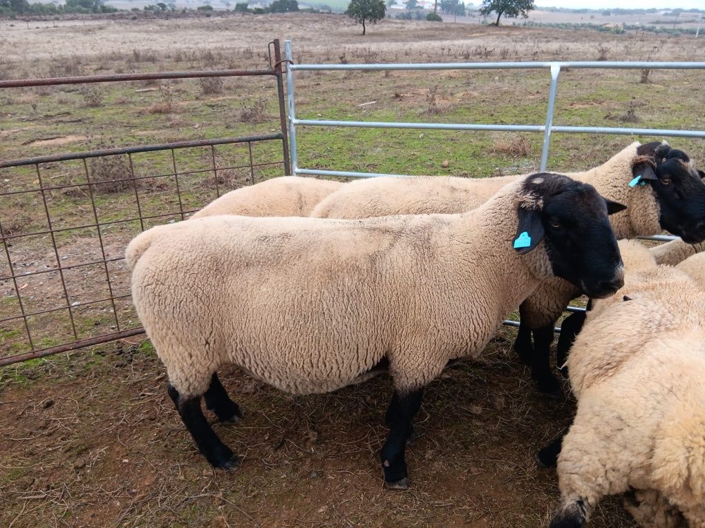 Macho Suffolk linha francesa, registado no Livro de Adultos