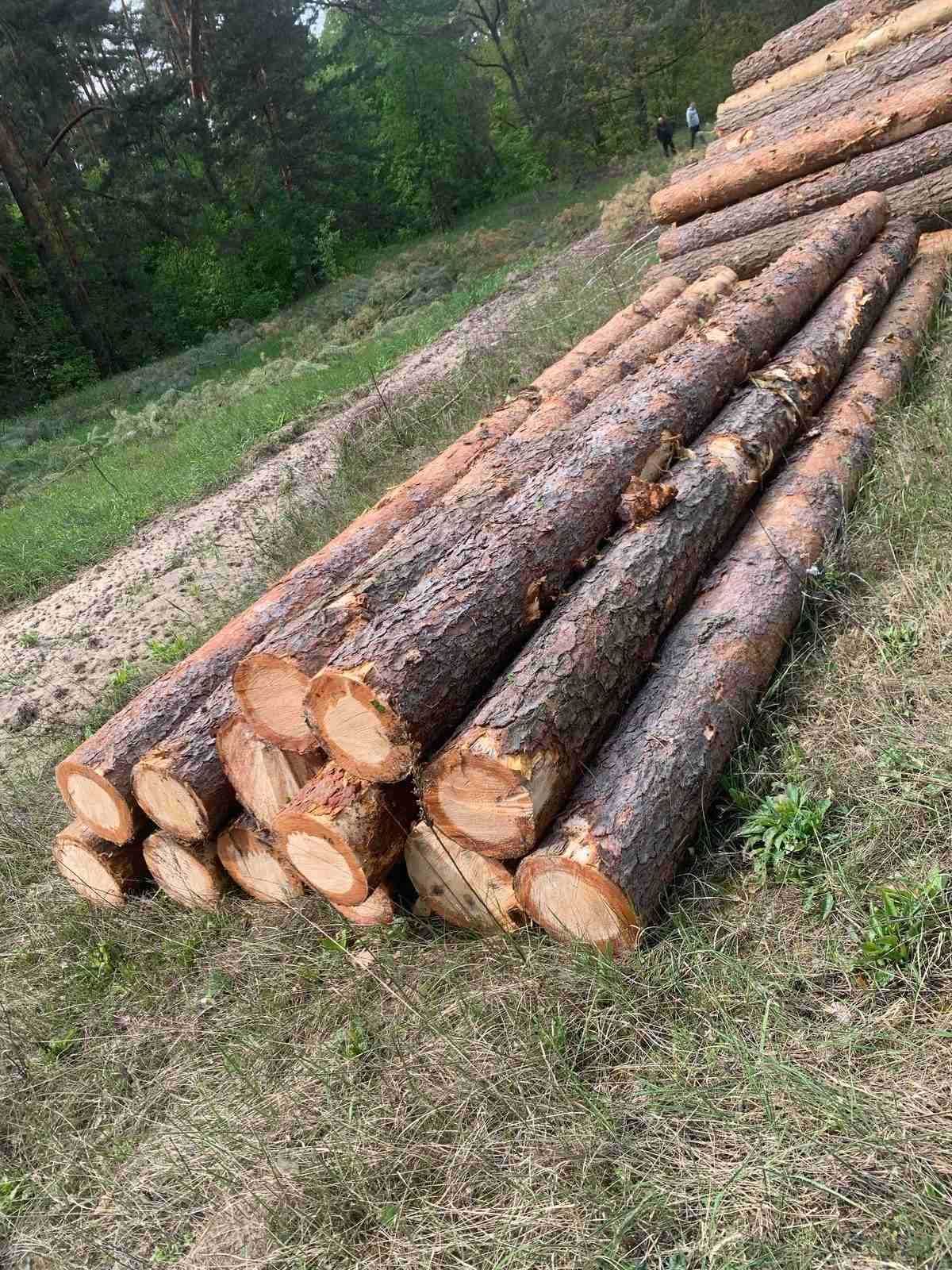 Кругляк сосна з доставкою