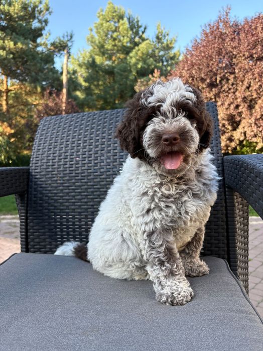 Lagotto Romagnolo ZKwP FCI szczenięta