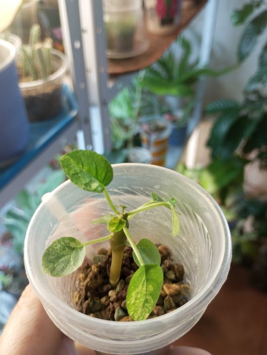 Дорстенія варієгатна / dorstenia foetida variegata