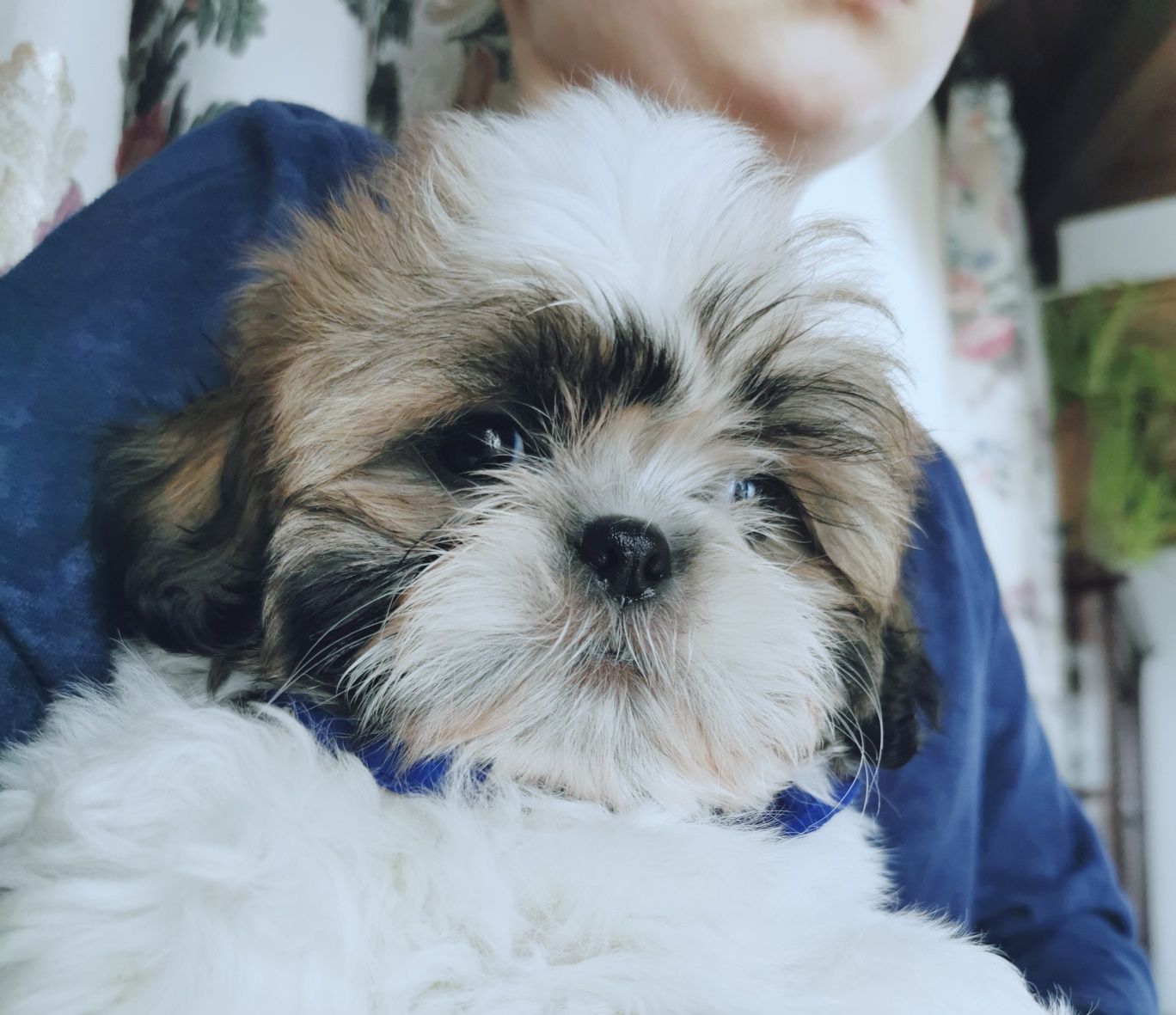 Shih tzu z domowej hodowli 3 szczepienia