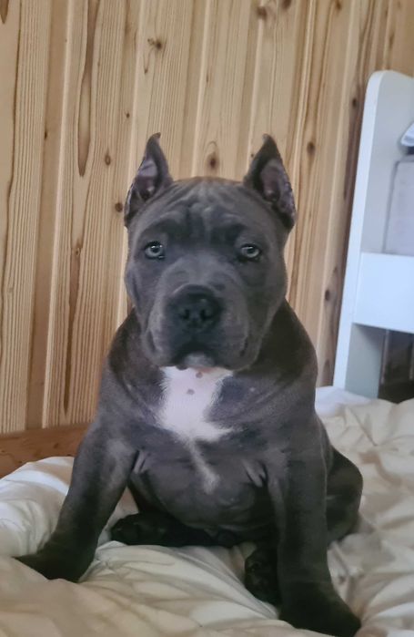 American Bully Chłopiec 3-mc Abkc