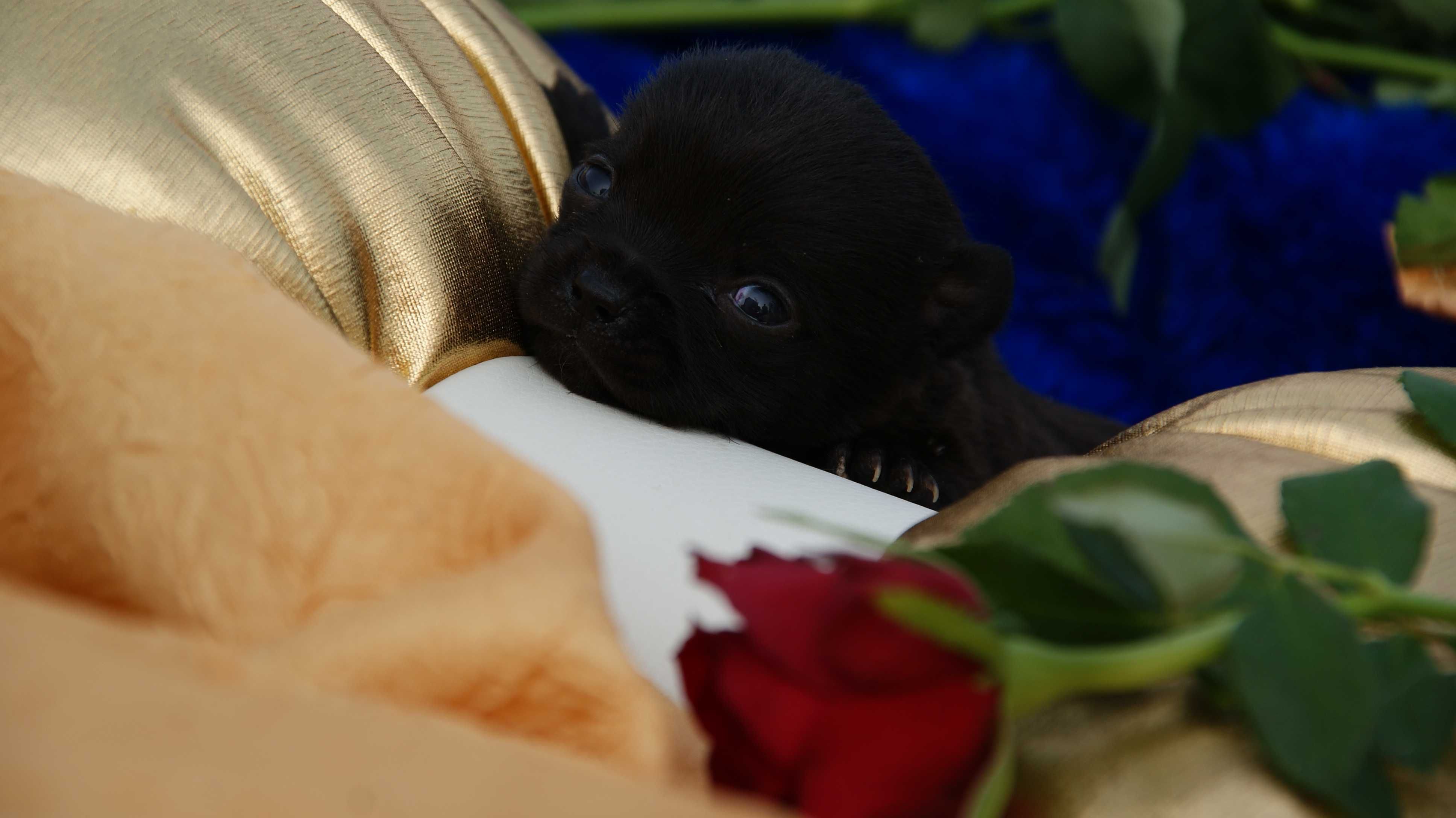 chihuahua piesek