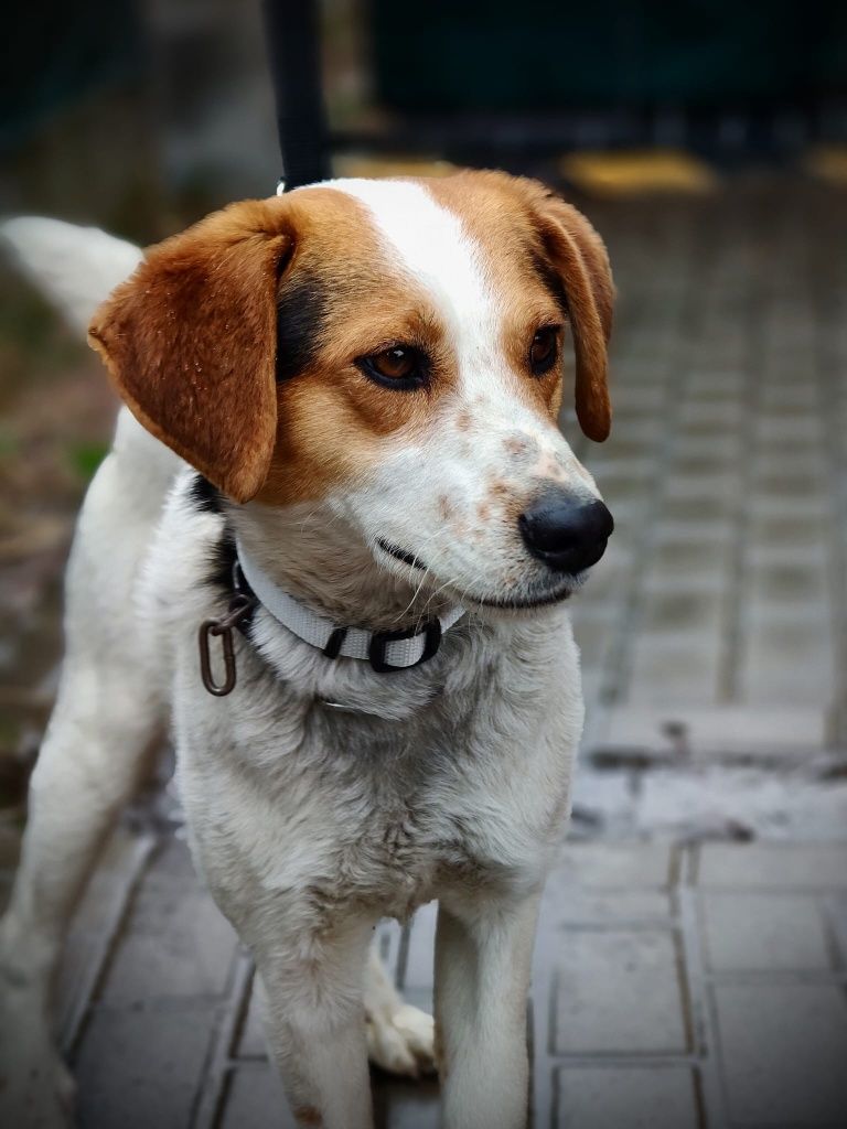 ARCHIE do adopcji