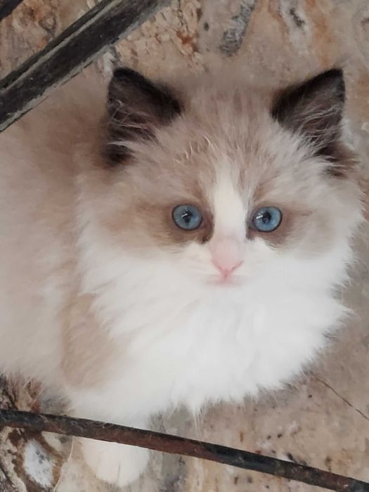 Ragdoll WCF/PZF -rodowód/badania genetyczne odbioru od 24.X.25