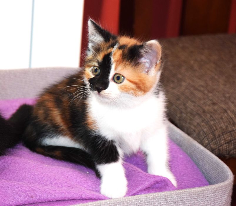 Cudne, kochane, bezdomne rodzeństwo kociąt szuka domków