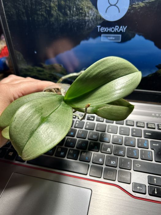 Фаленопсис підліток-азіат