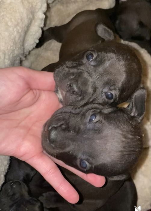 Американський Пітбультерьєр