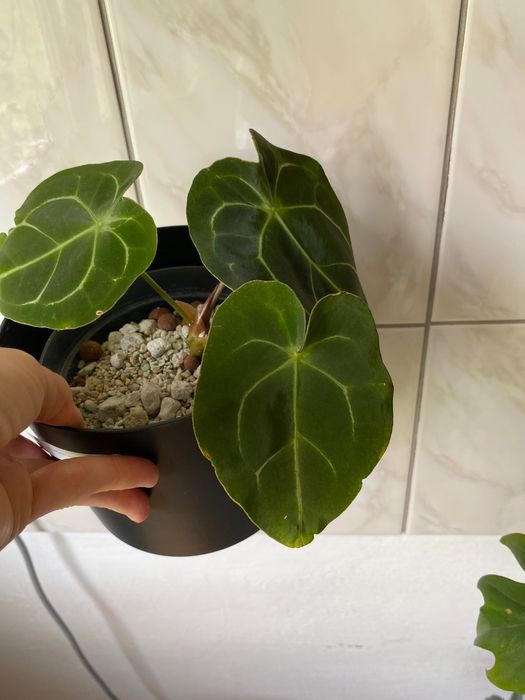 Anthurium hybryda