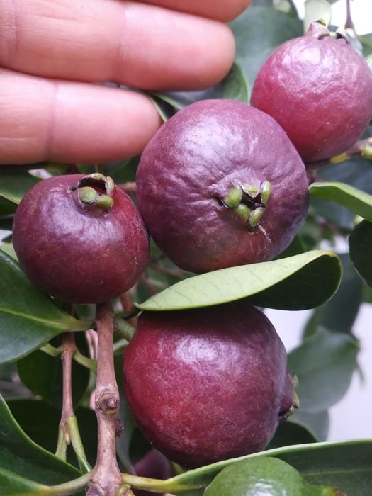 Plantas de Araça roxo