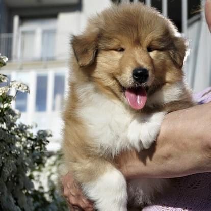 Щенки колли