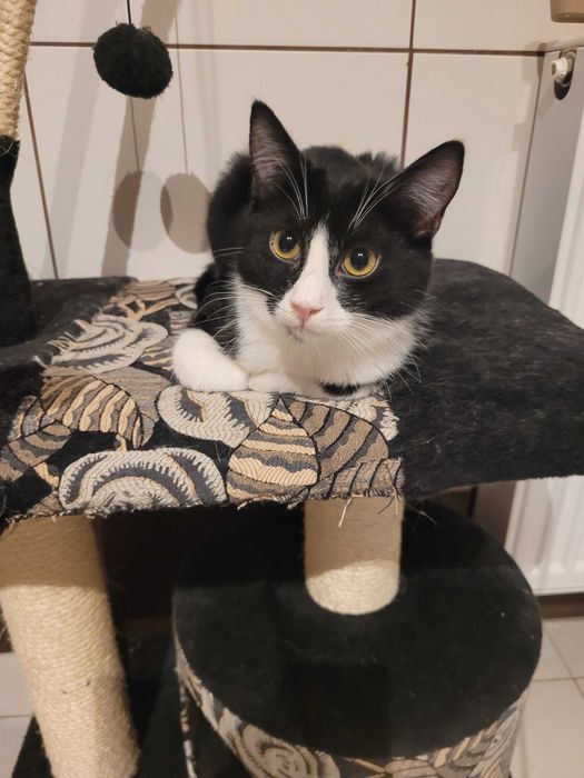 Arni kocurek do adopcji