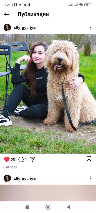 Goldendoodle F1 цуценята в наявності. Київ