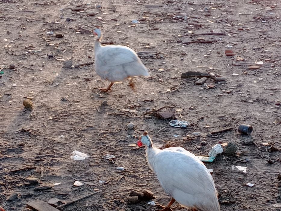 Fracas cinza e Brancas