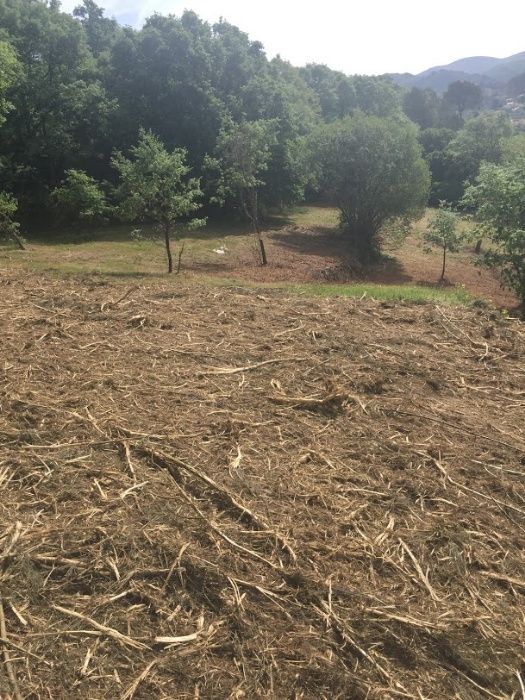 Desmatação e limpeza de floresta, matas, terrenos e árvores